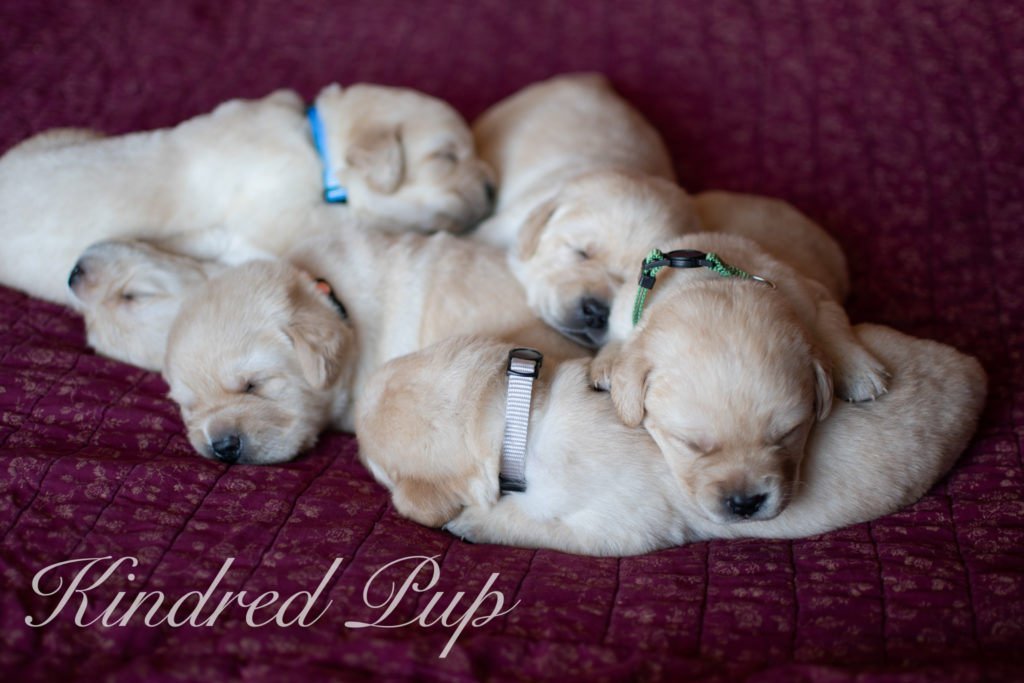 Beautiful Newborn yellow English lab puppies