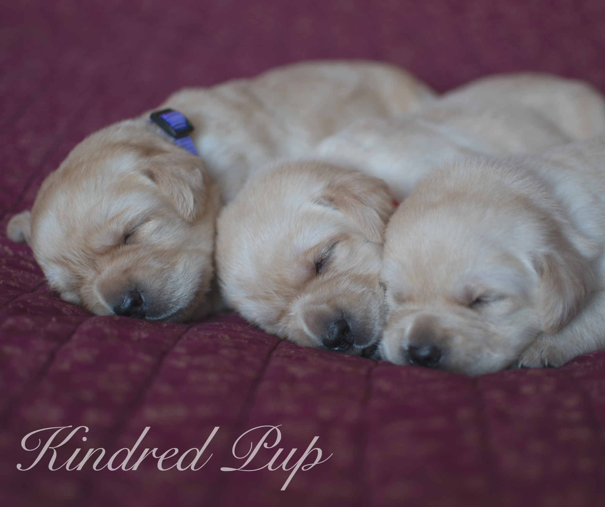 Beautiful Yellow English Lab Pups