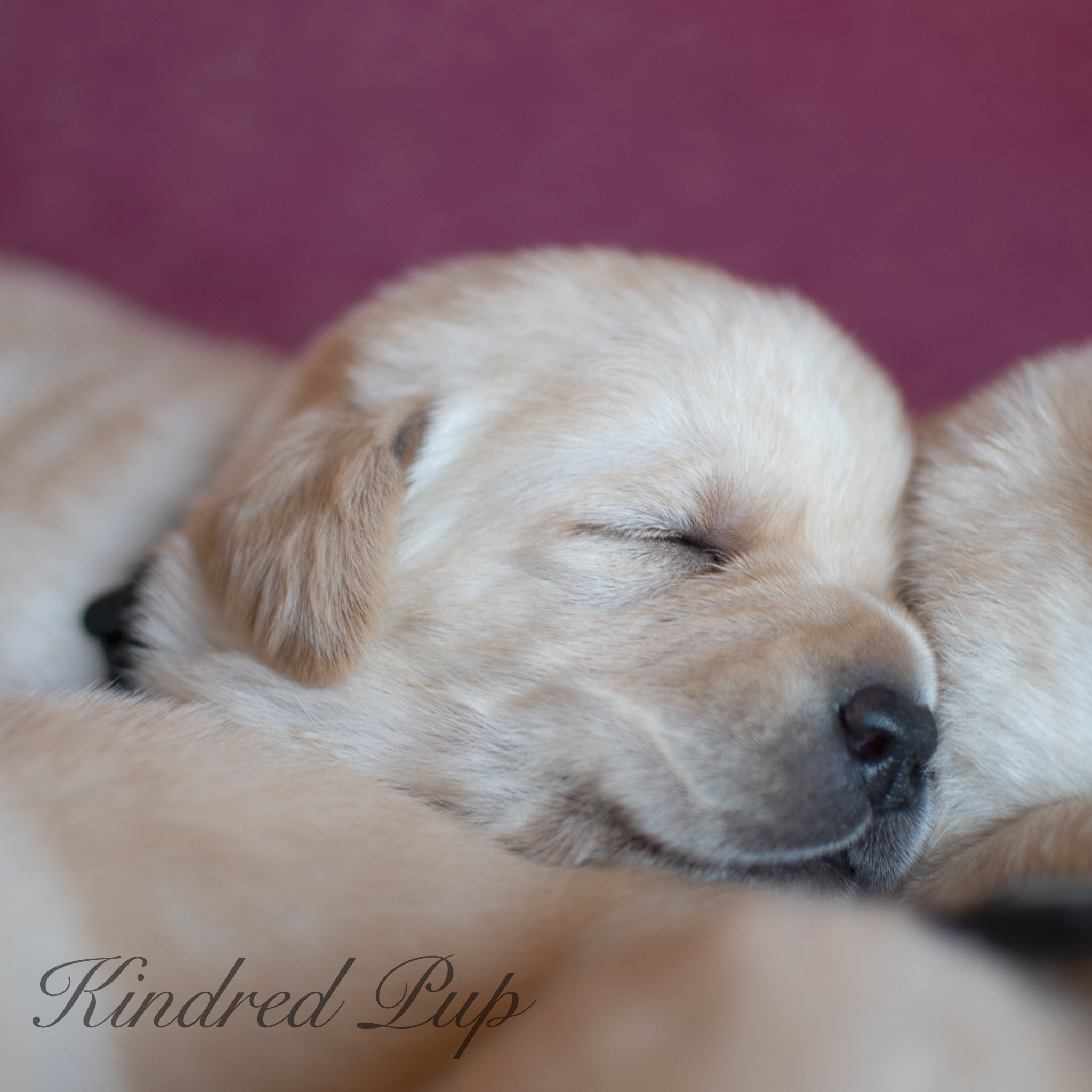 Newborn Labrador Puppy