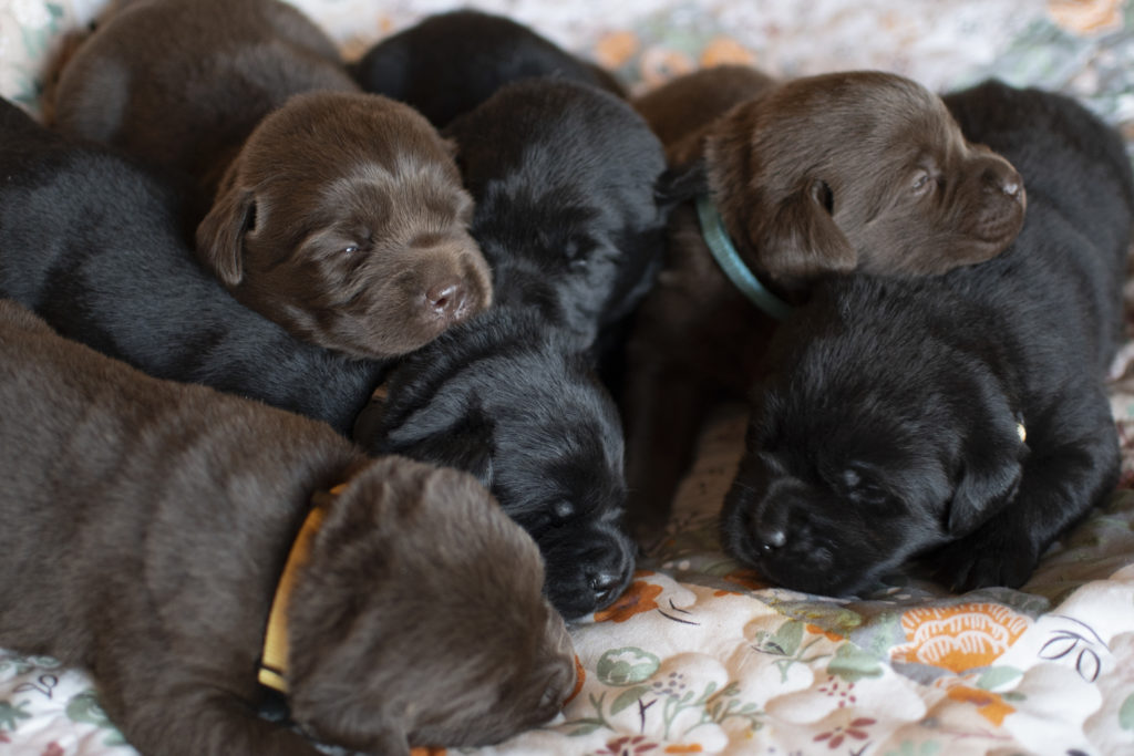 Black and Chocolate Newborn Labrador Puppies 