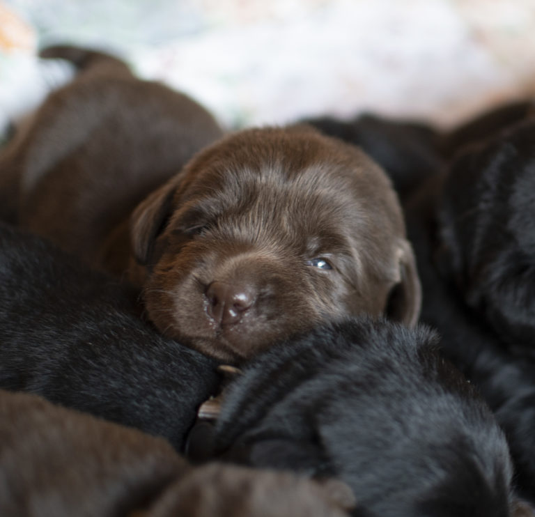Chocolate Lab