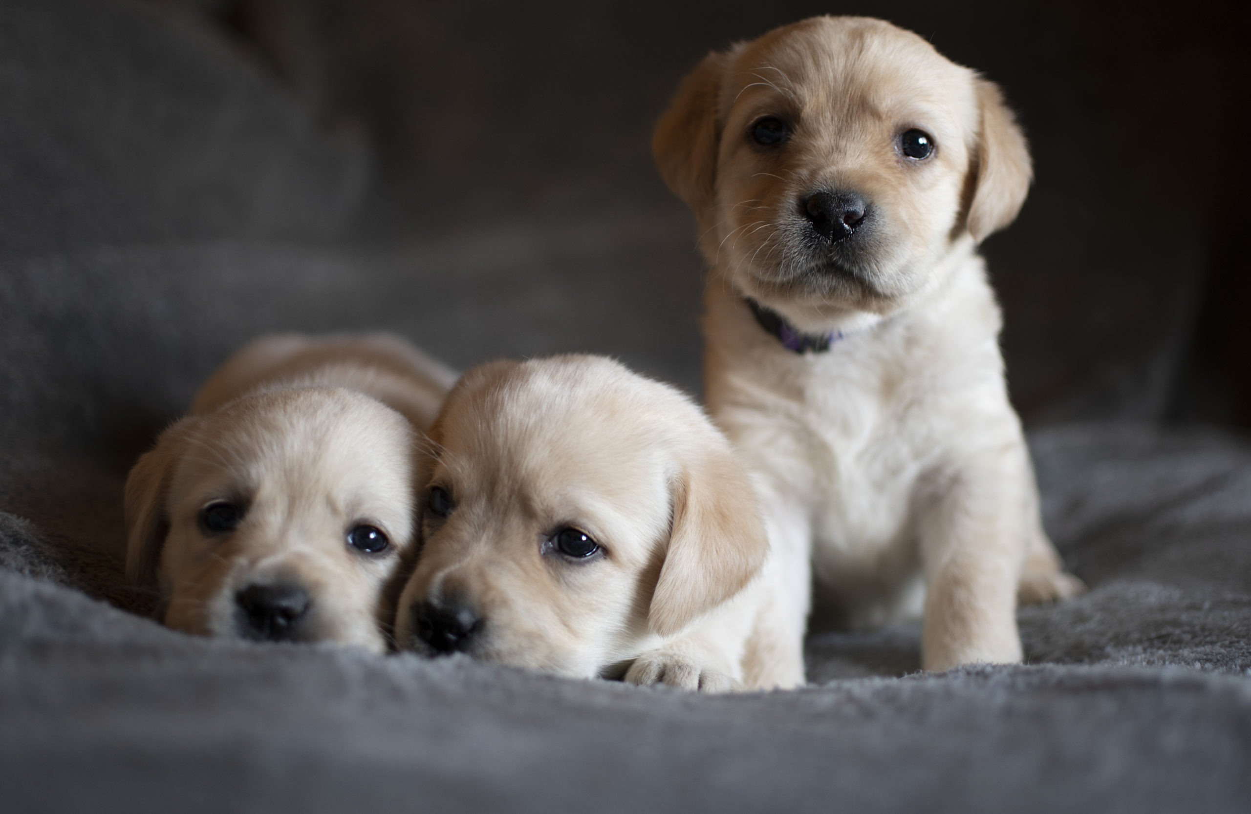 Yellow English Labrador Puppies