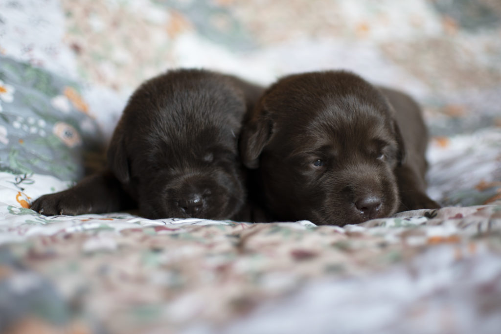 Gorgeous Chocolate English Labrador Puppies 