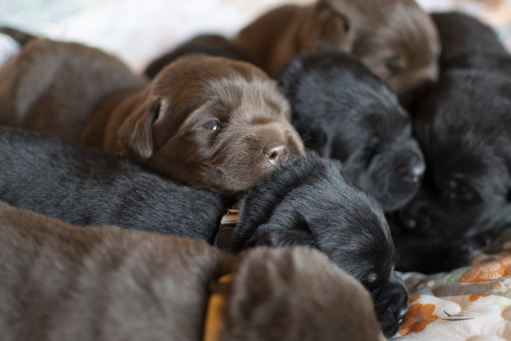 Black and Chocolate English Labrador Puppies