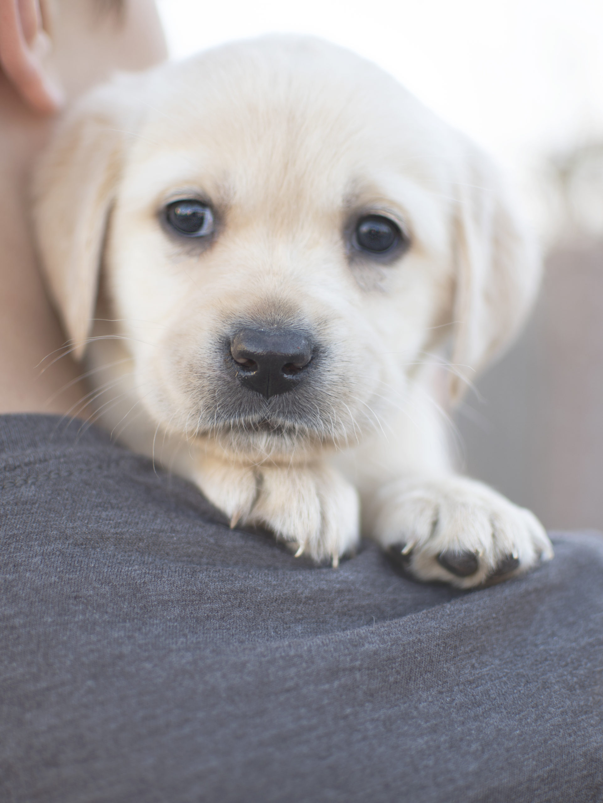 Yellow Labrador Puppy