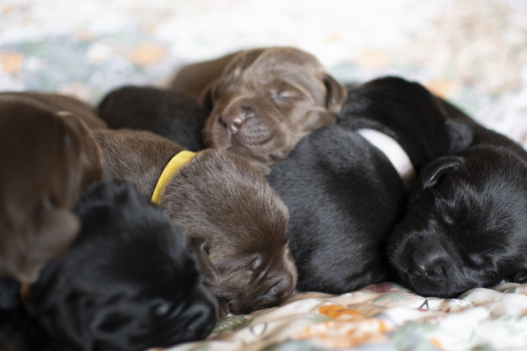 Black and chocolate English lab pups