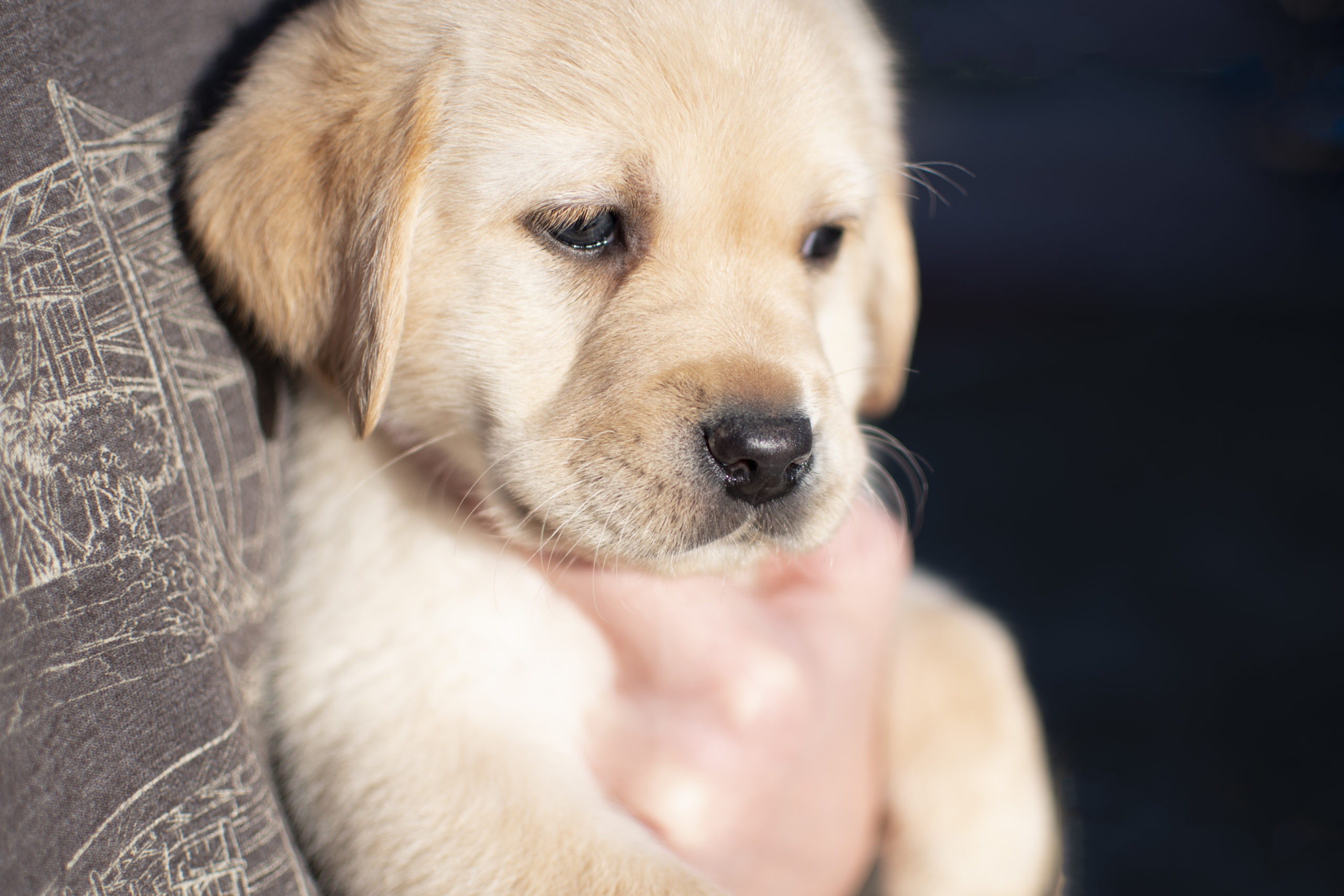 Yellow English Labrador