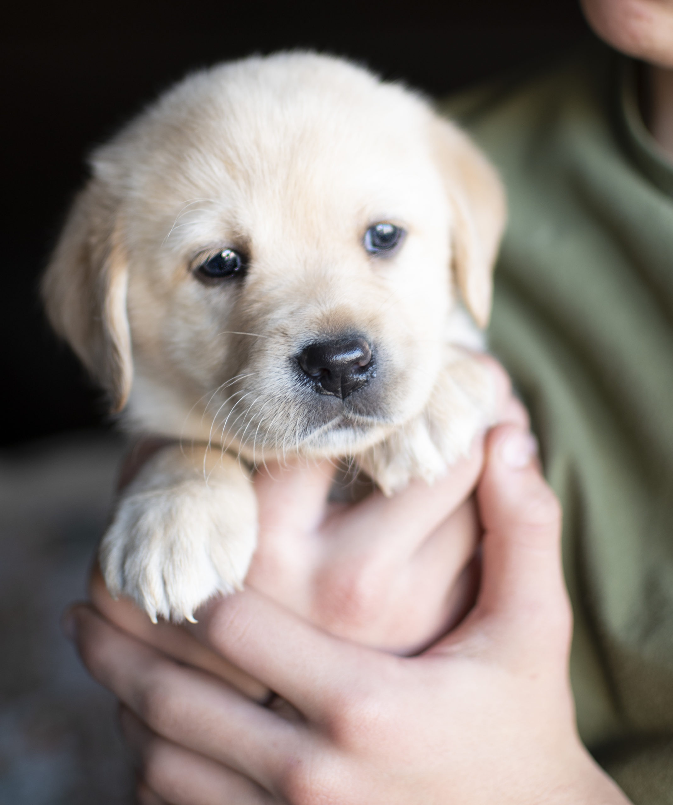 Beautiful Labrador Puppy