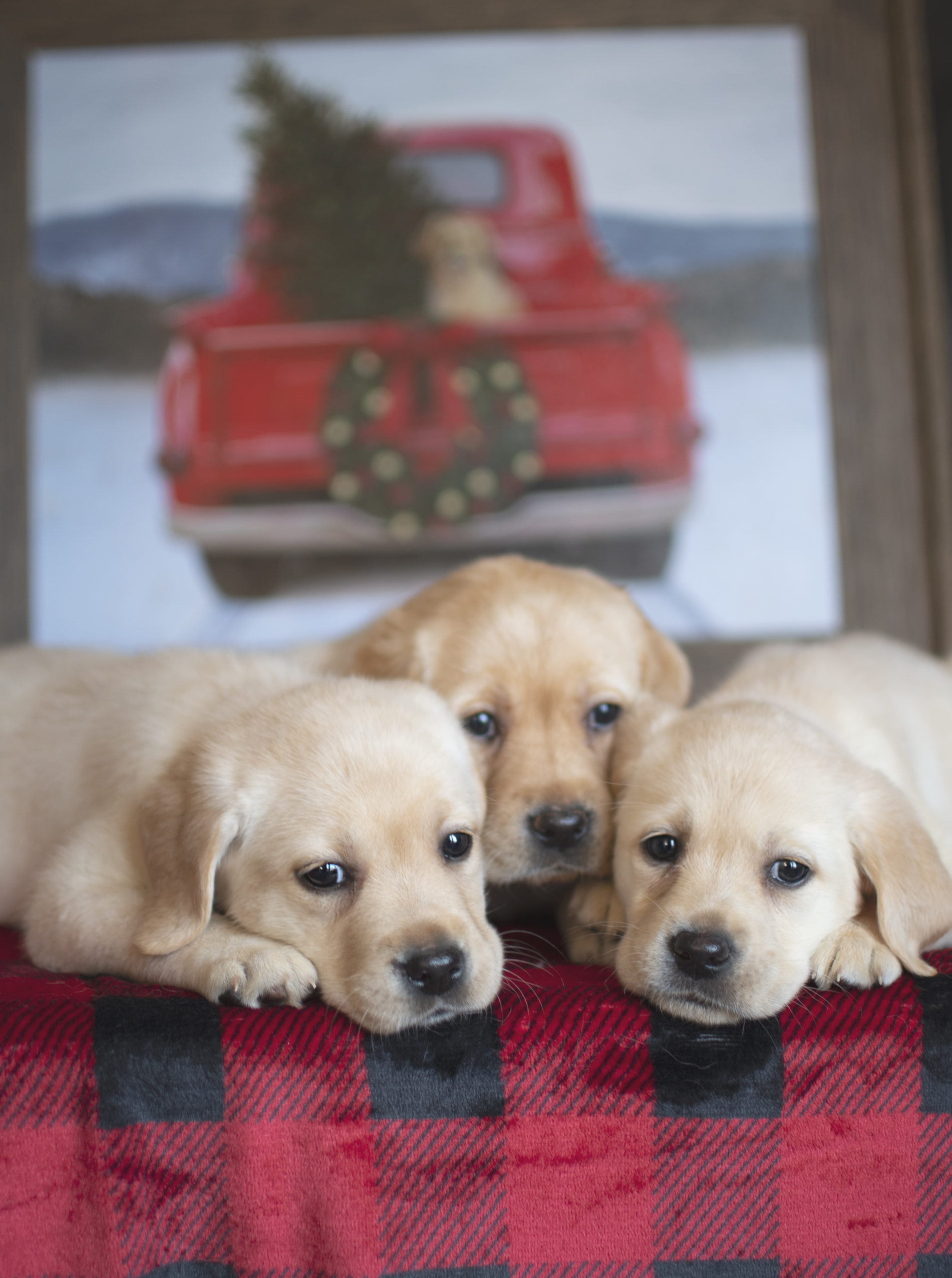 Yellow English Lab Pups