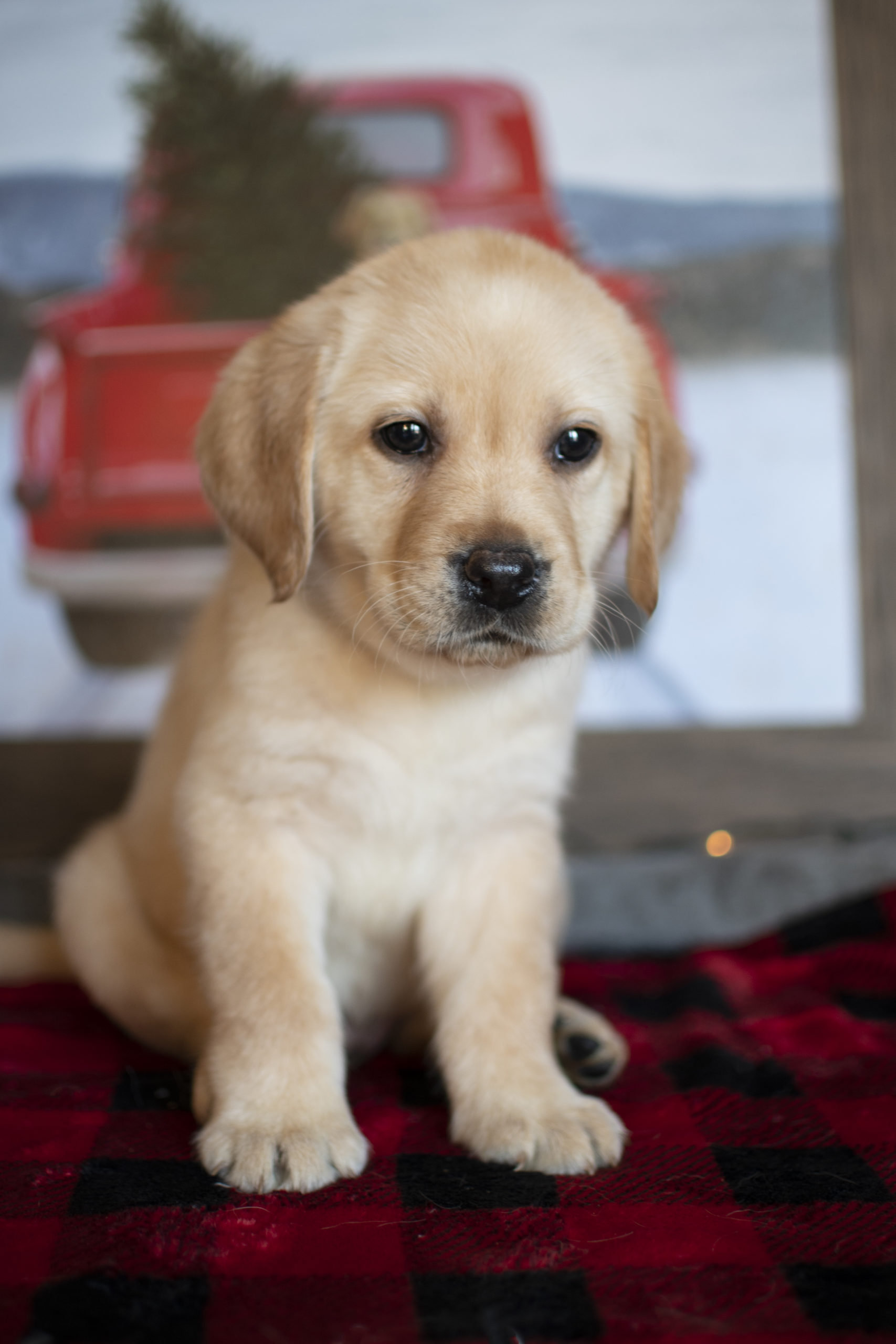 Yellow English Lab Pup