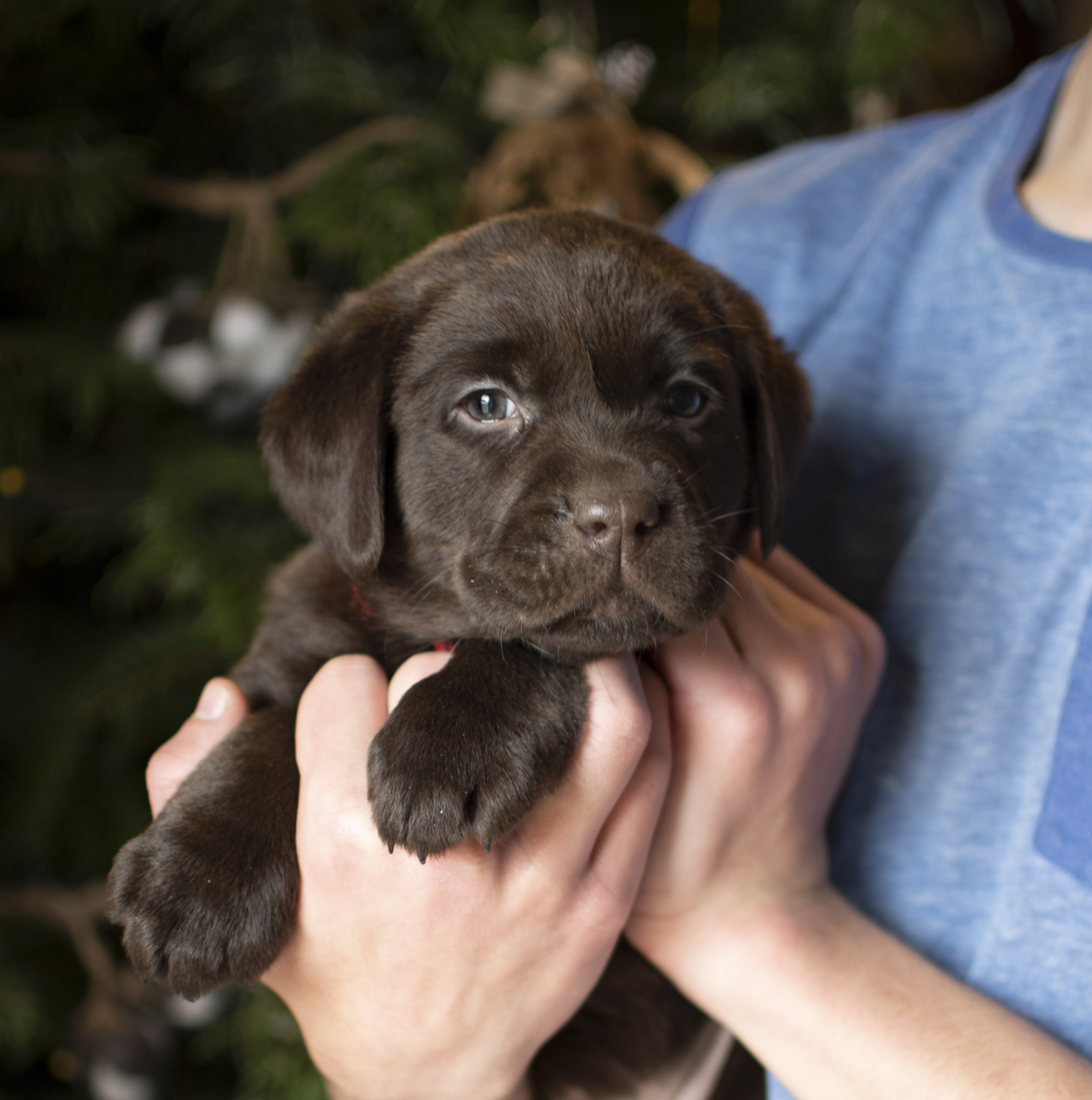 Chocolate English Lab Puppy