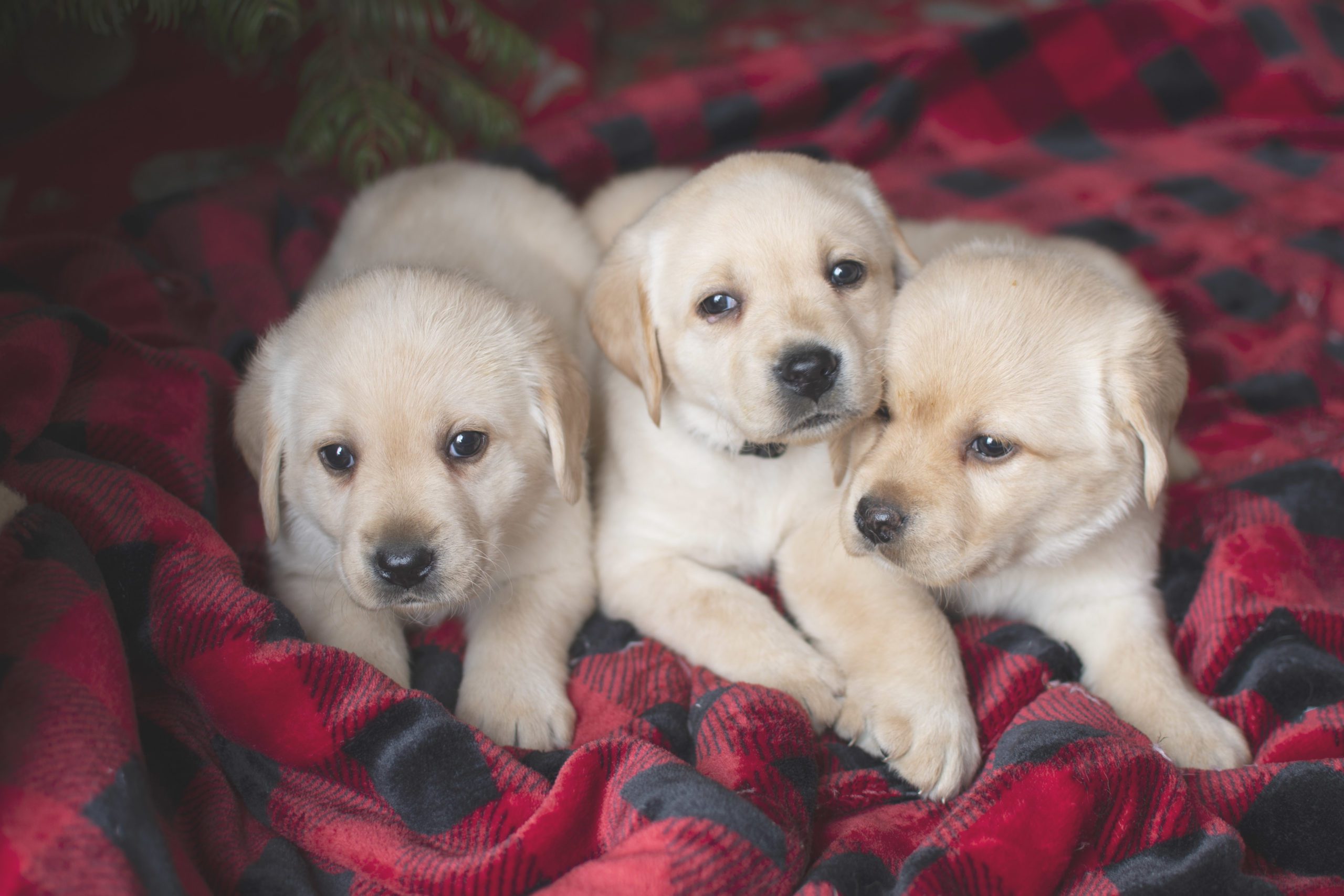 ENGLISH LABRADOR Puppies