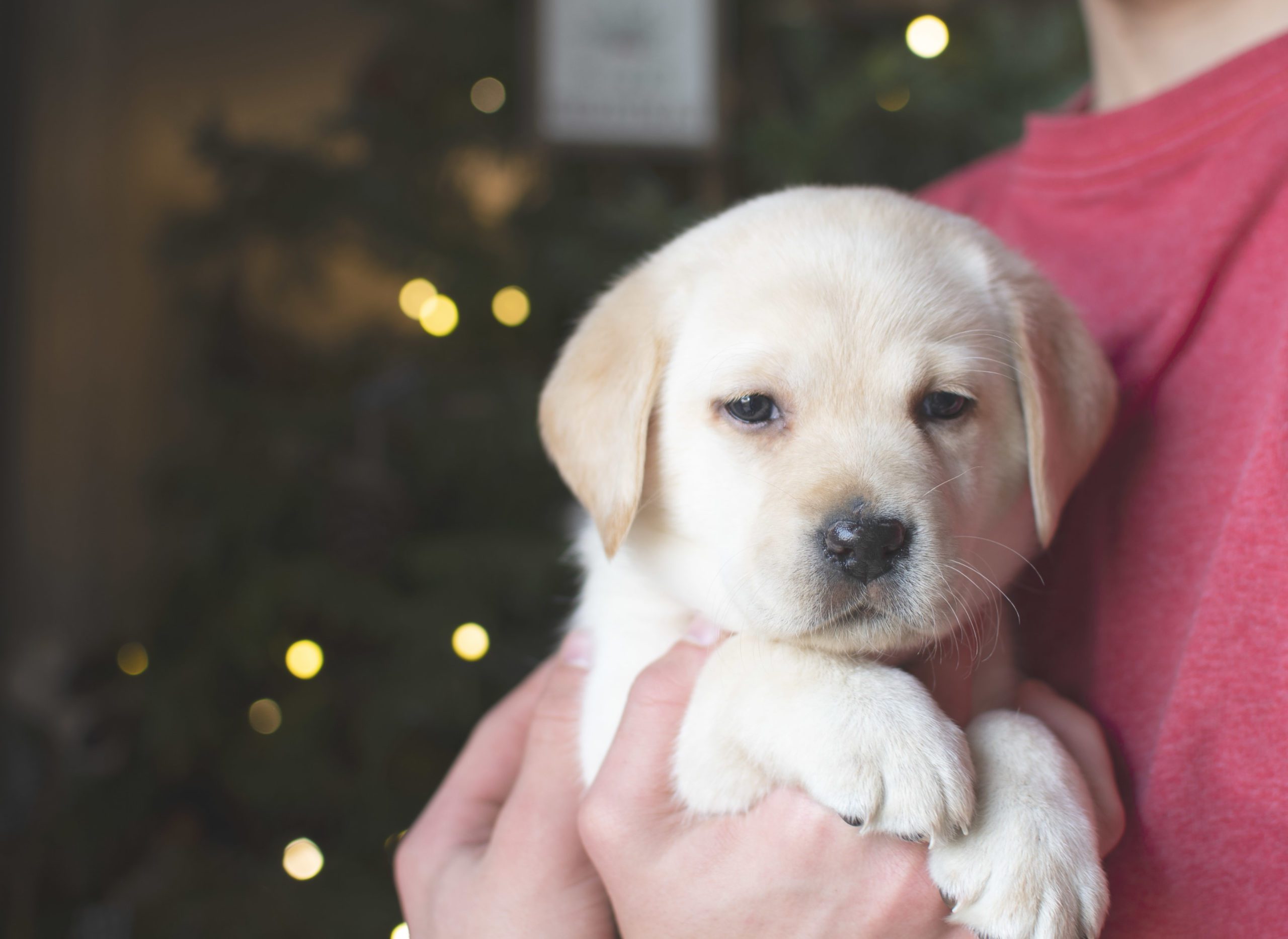 English Yellow Labrador