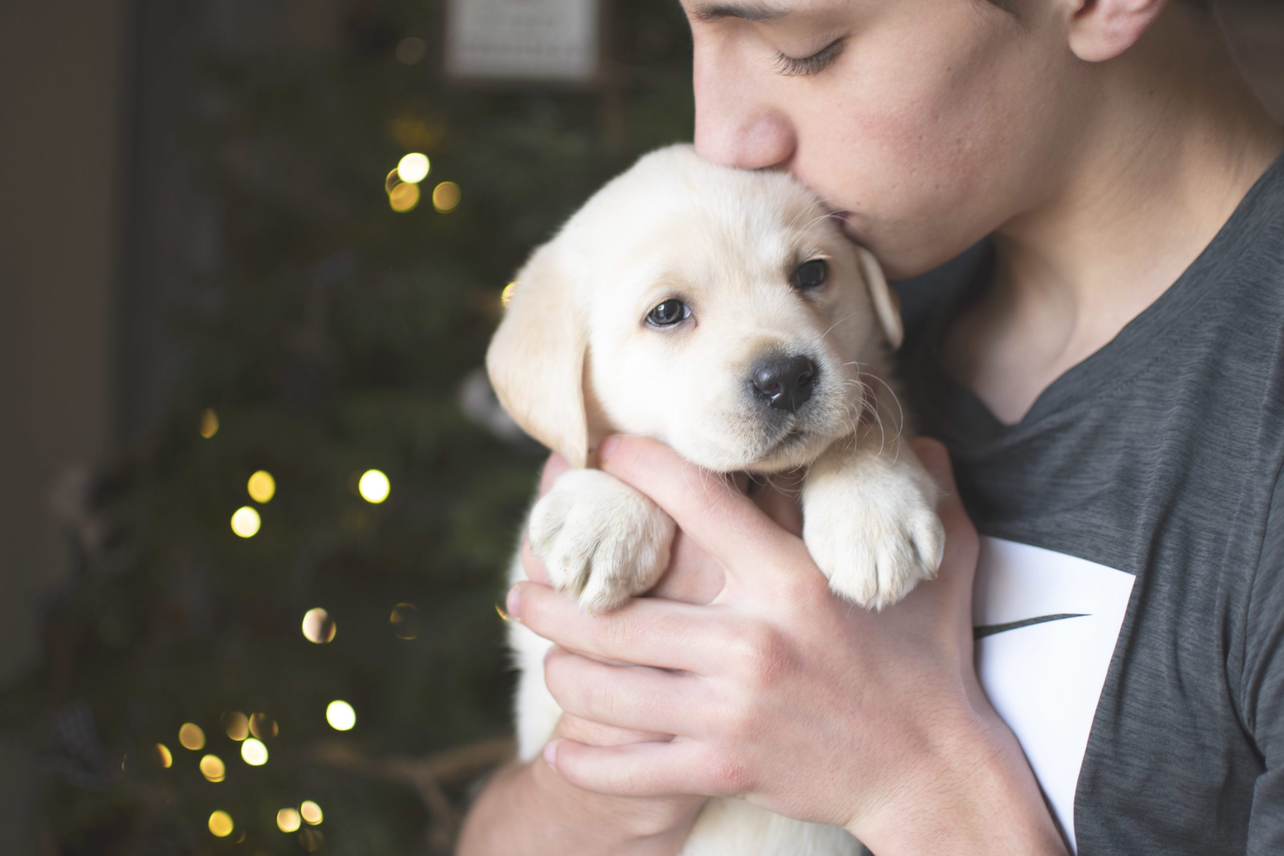 ENGLISH LABRADOR