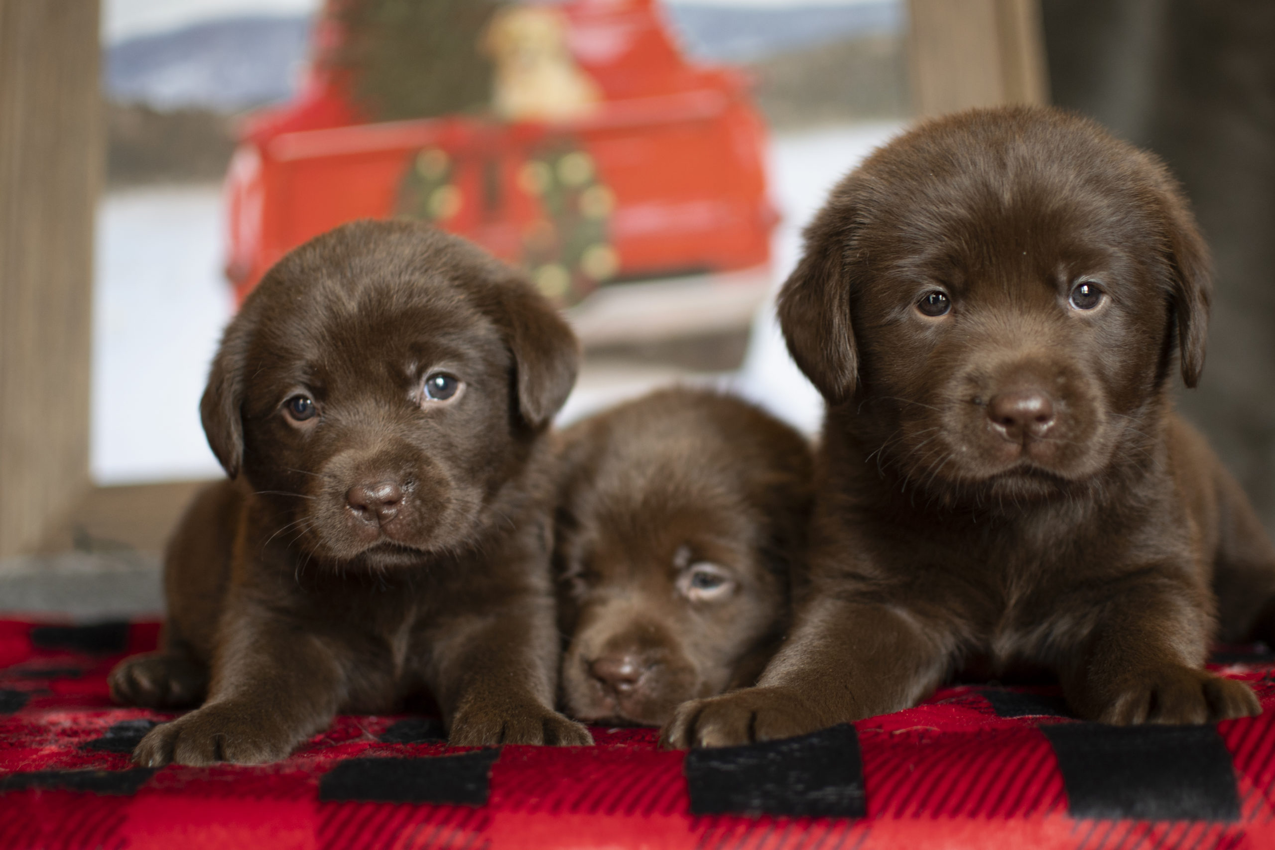 Chocolate English Labradors