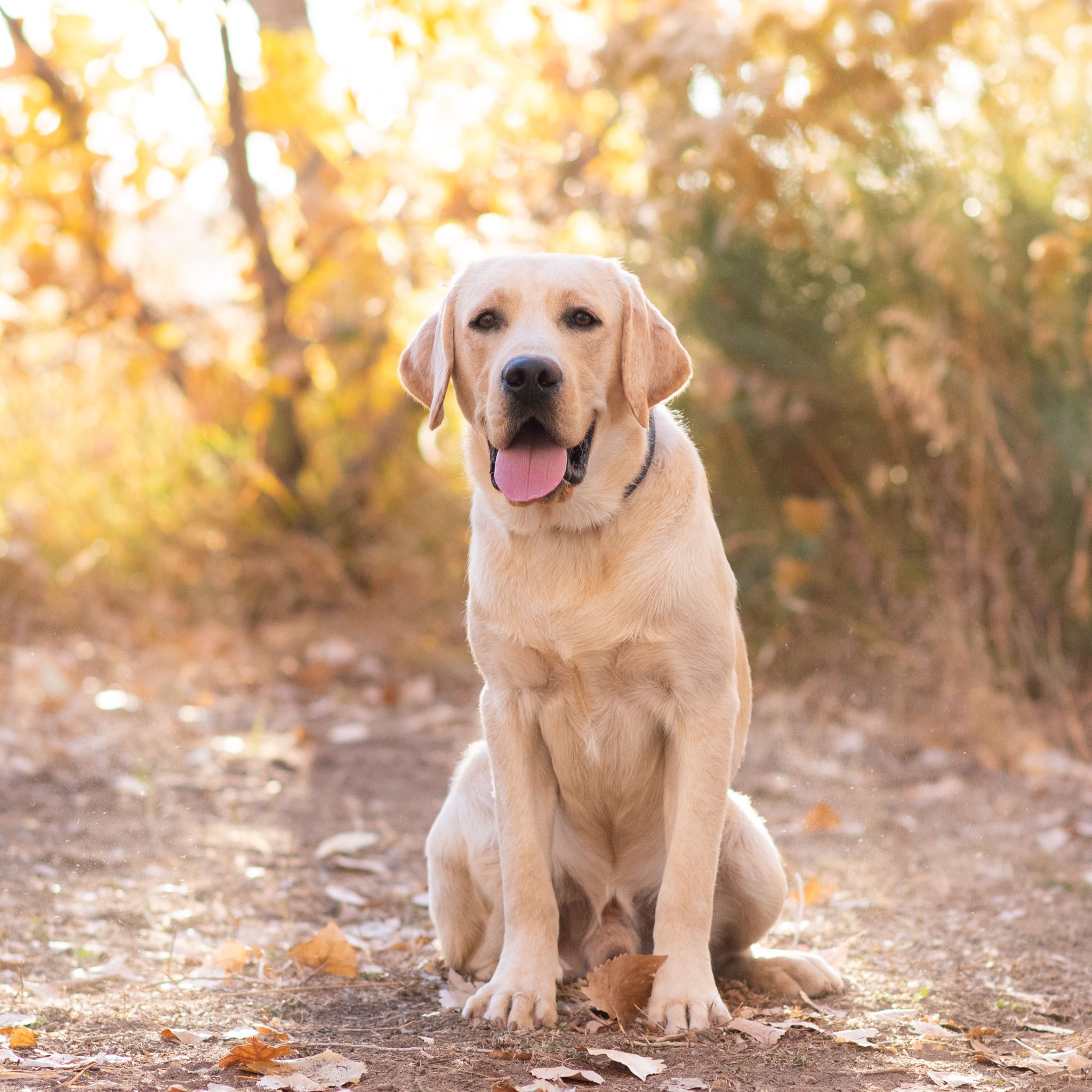 Hank, yellow English Labrador sire at Kindred Pup