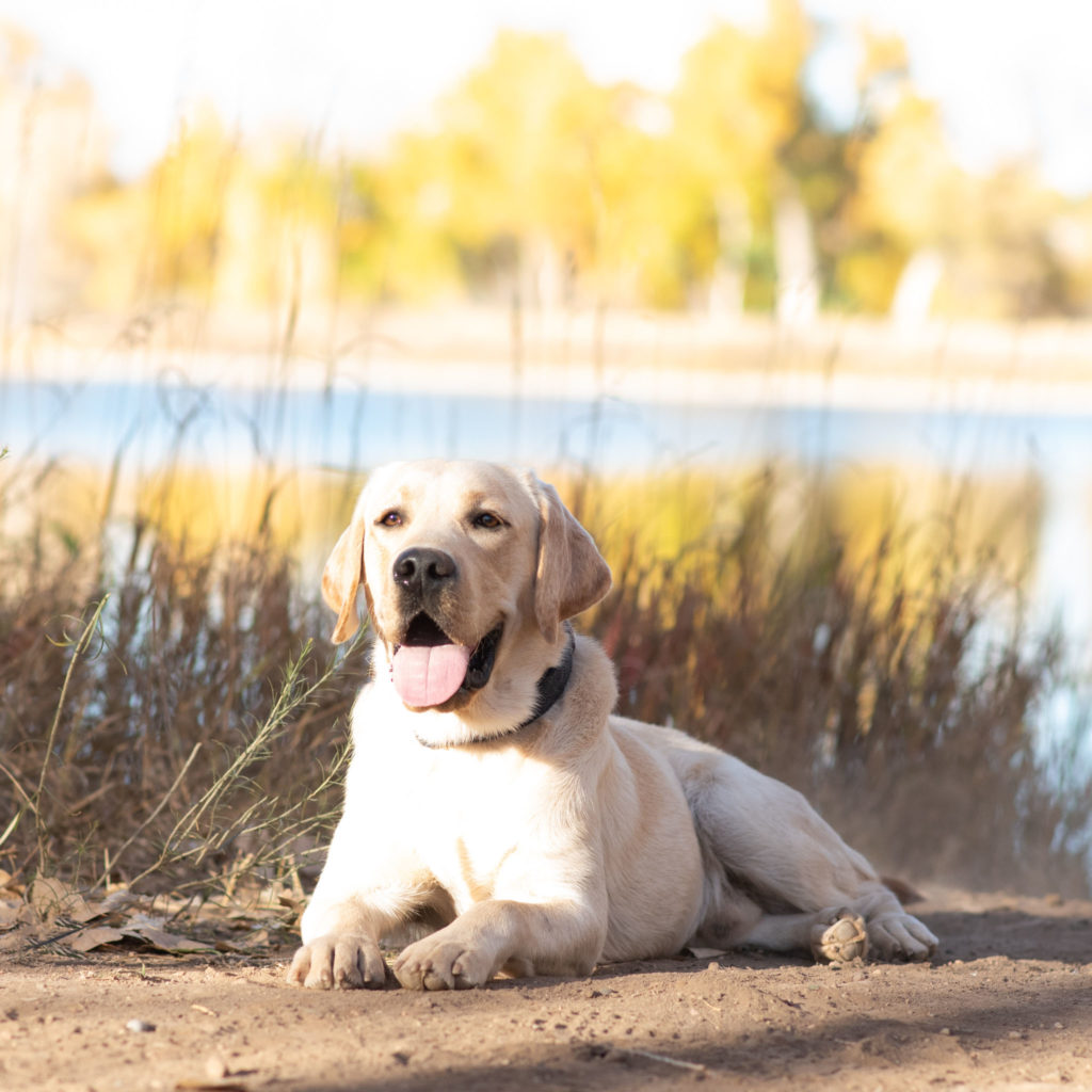 Yellow English Lab