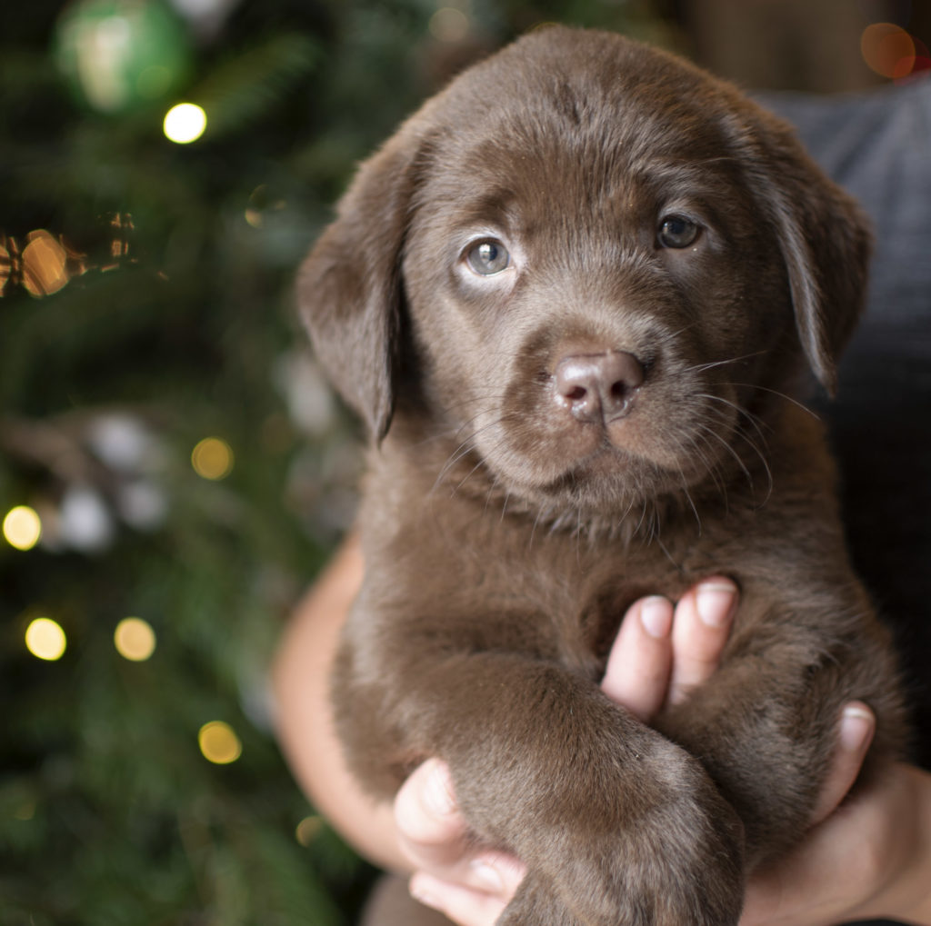 Blocky Chocolate Labrador Puppy