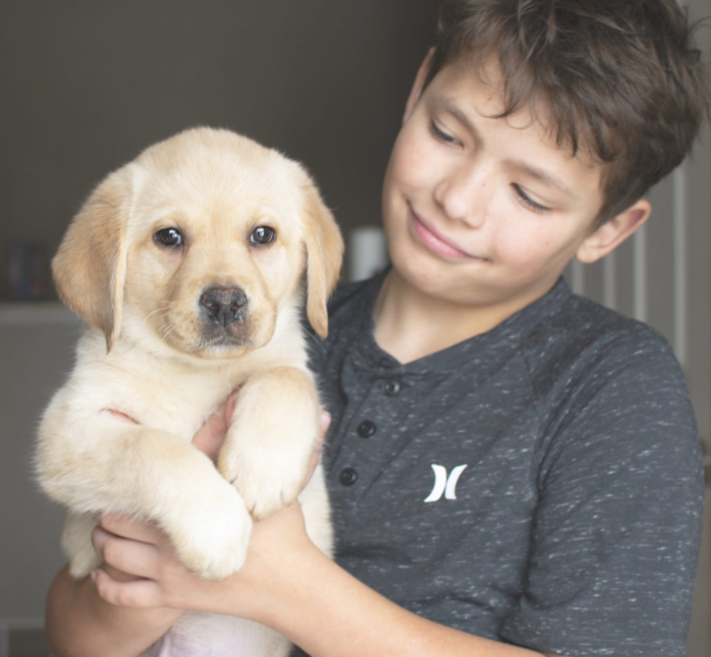 ENGLISH LABRADOR Puppy 