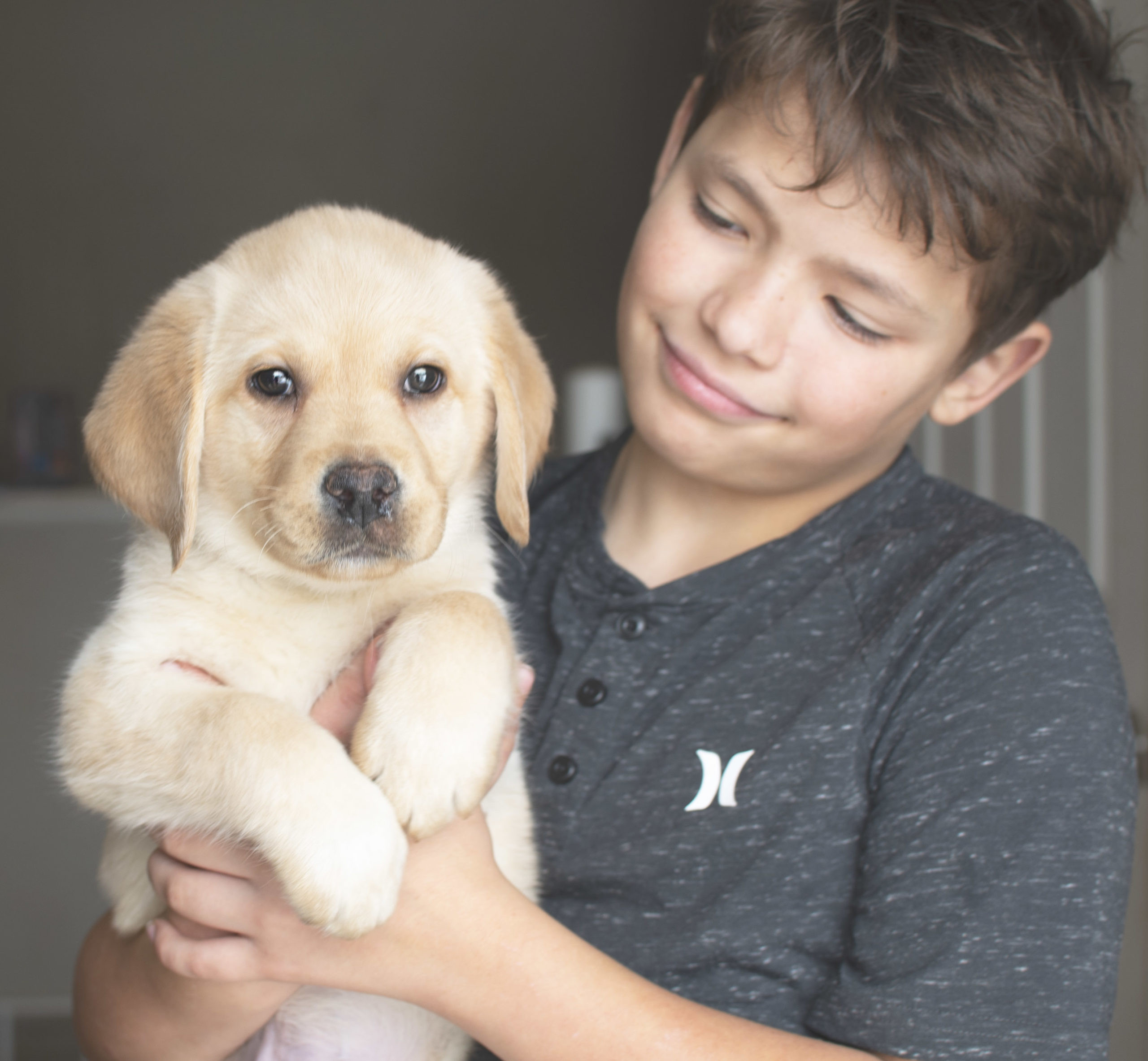 Yellow Labrador Puppy