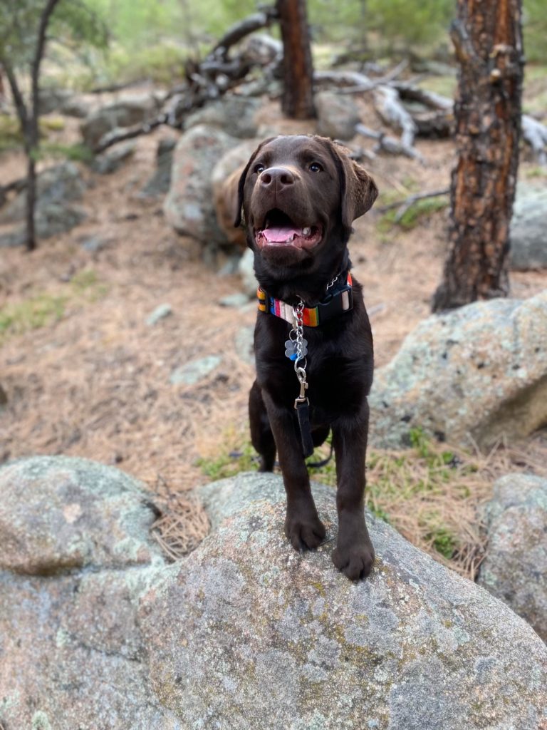 Hiker Puppy