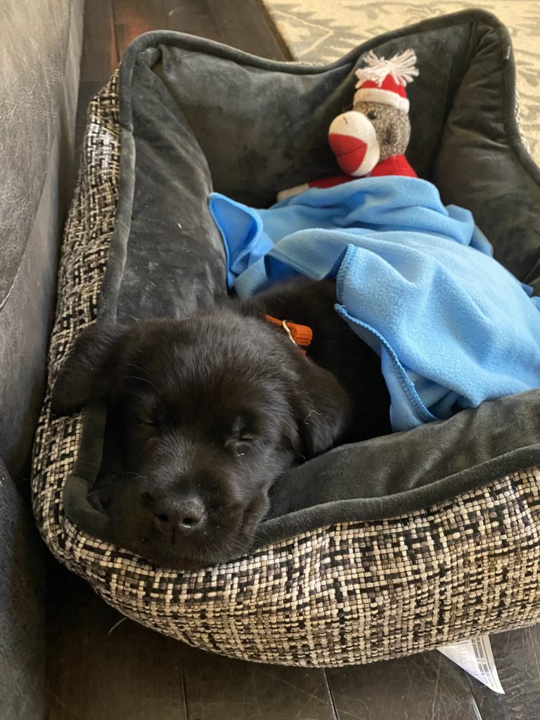 Chocolate ENGLISH LABRADOR Puppy sleeping 