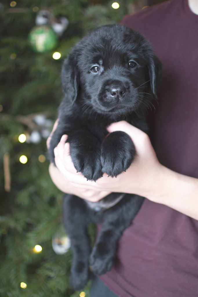 Black blocky labrador