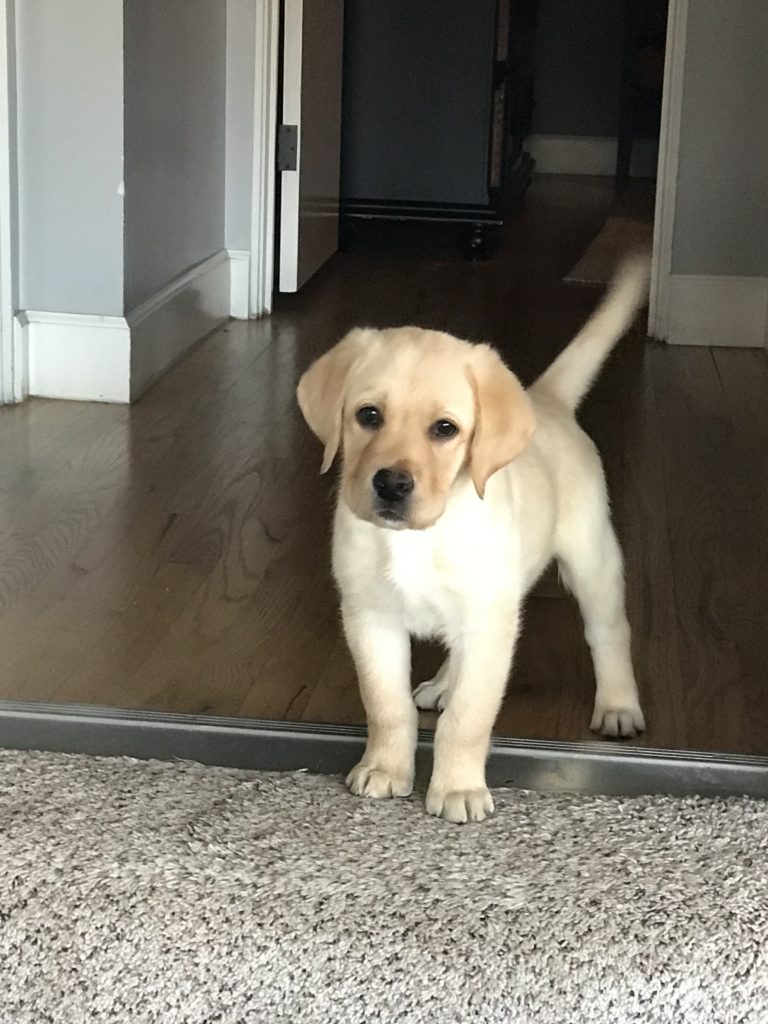 Yellow English Lab Puppy at attention 