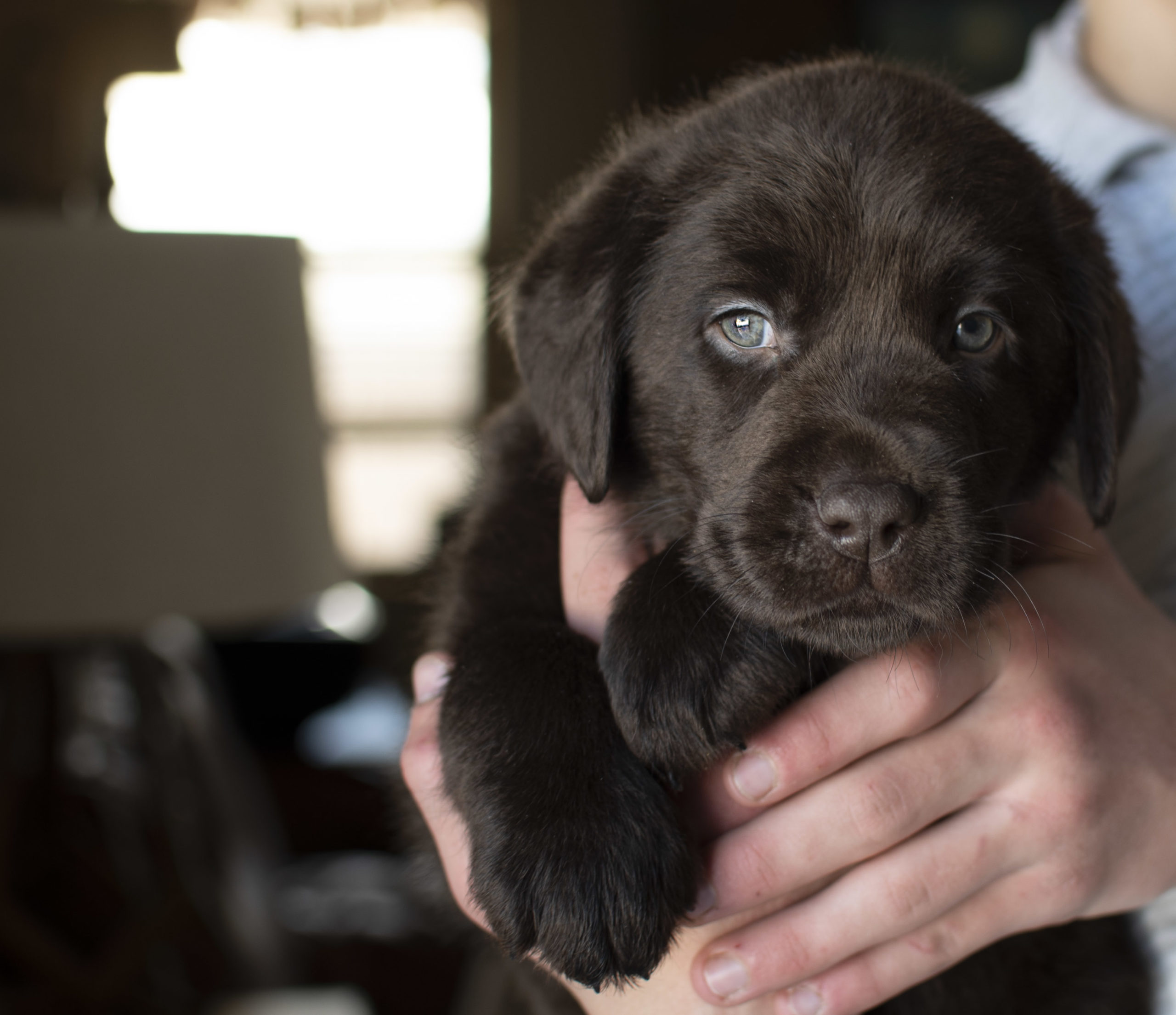 Chocolate Lab Puppy