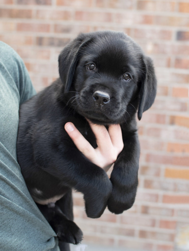 Available English Lab Puppies