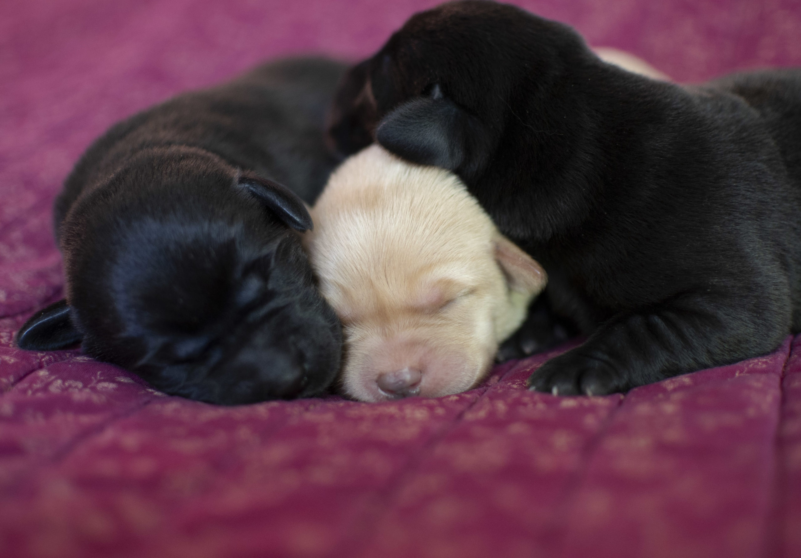 1 week old English Lab Puppies