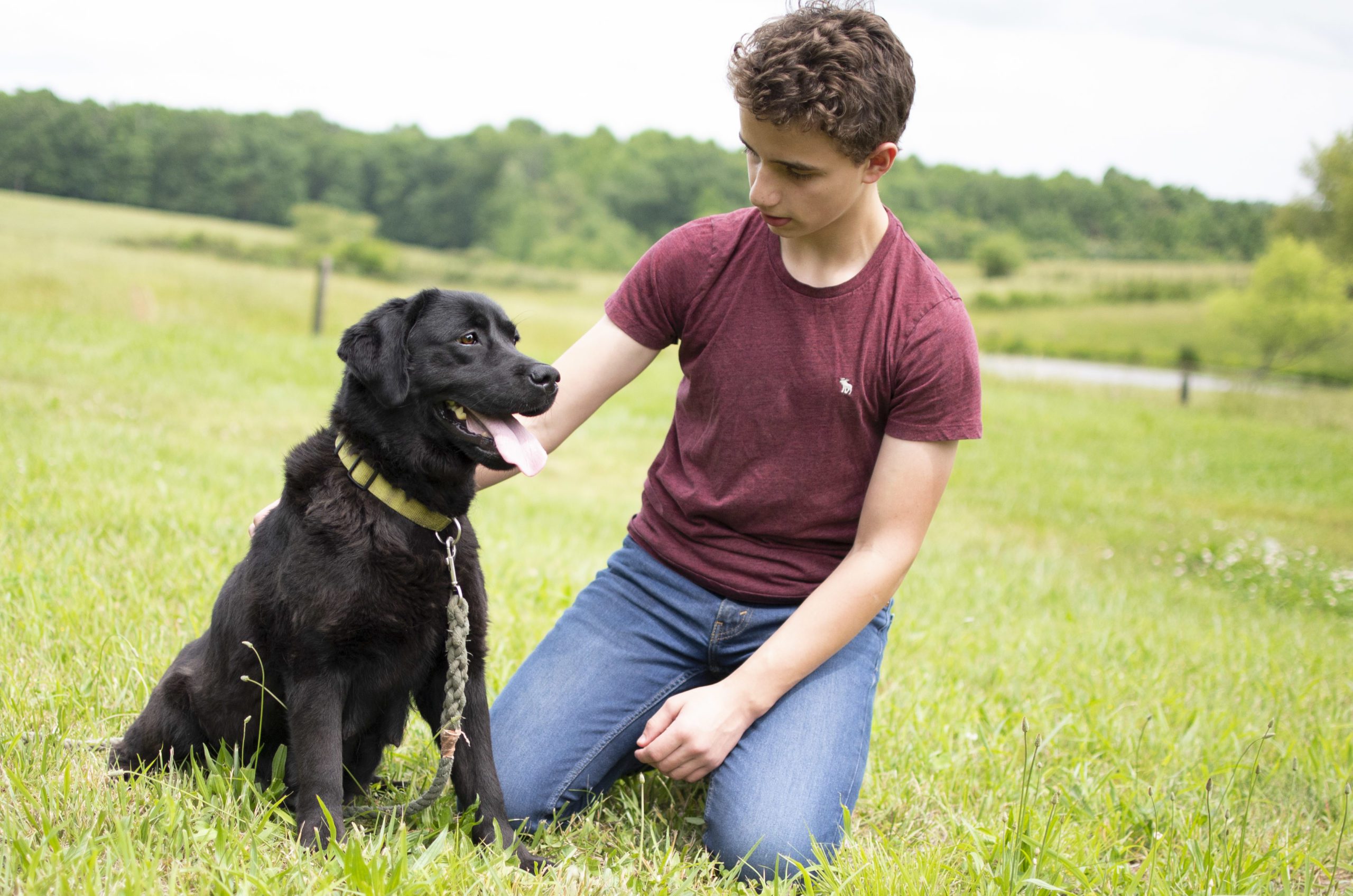 Black English Labrador