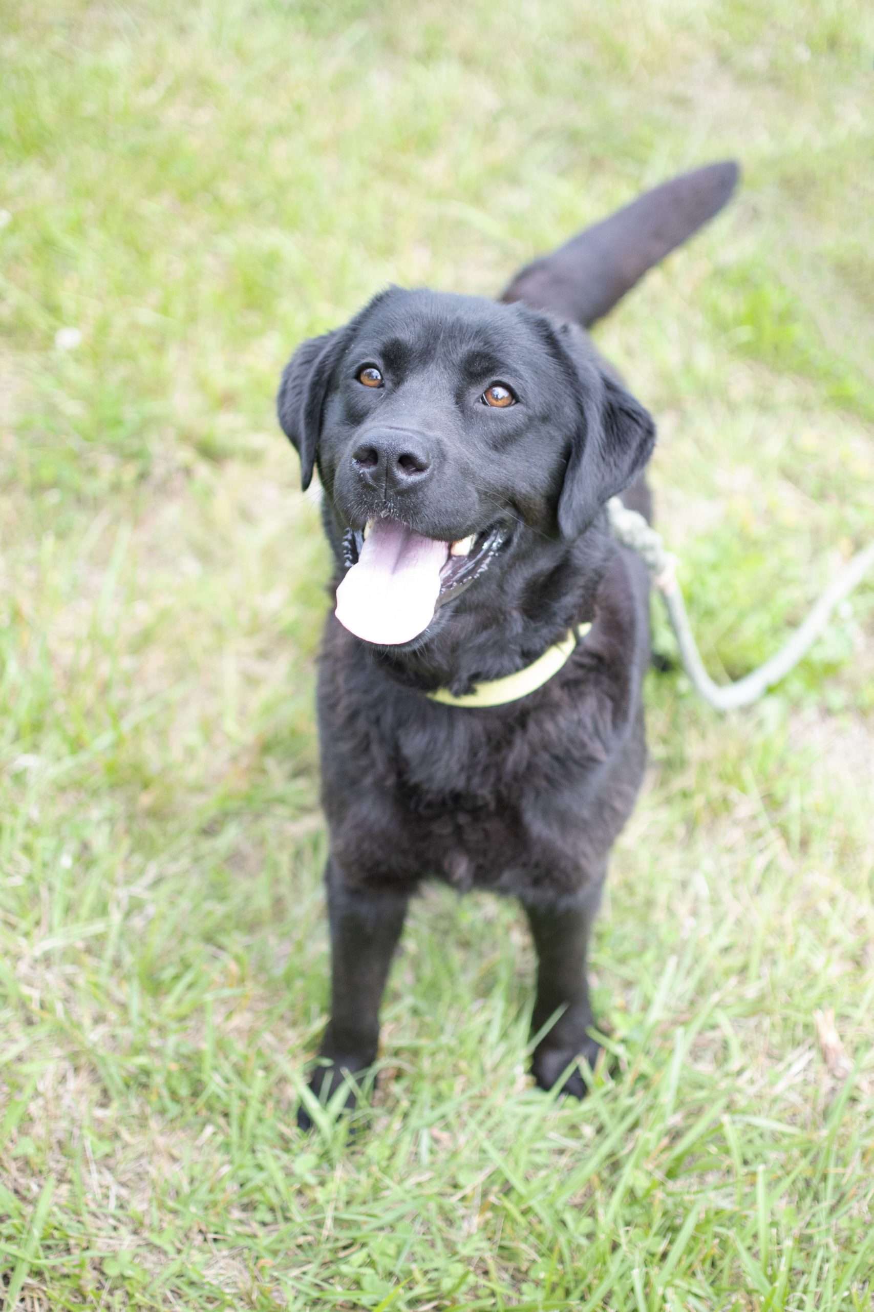 English Black Labrador Retriever