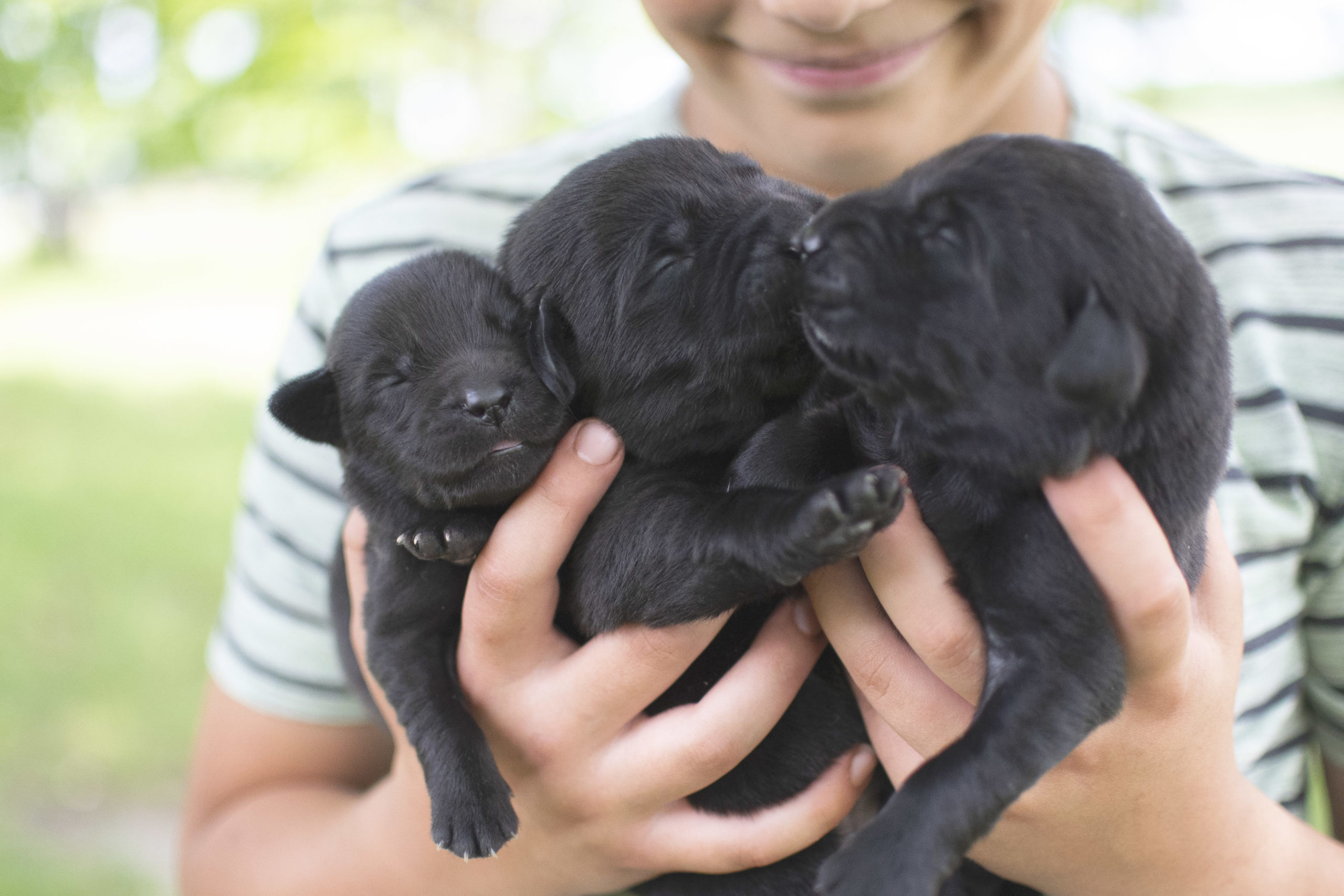 Piper and Hank's Gorgeous Black English Labrador Puppies