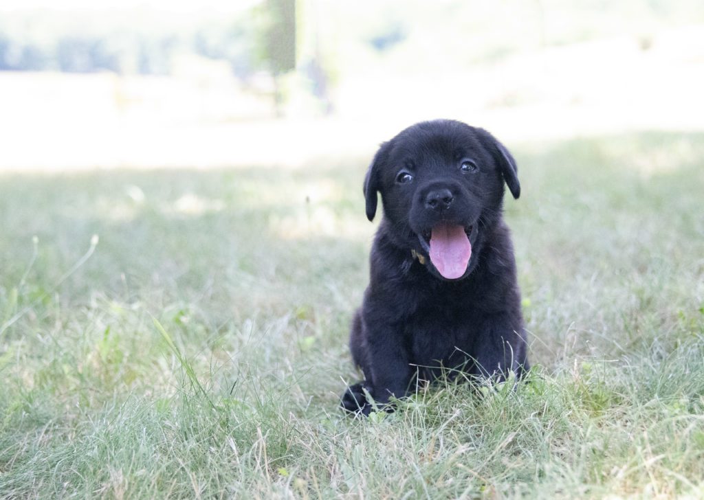 Available puppies and how to train them