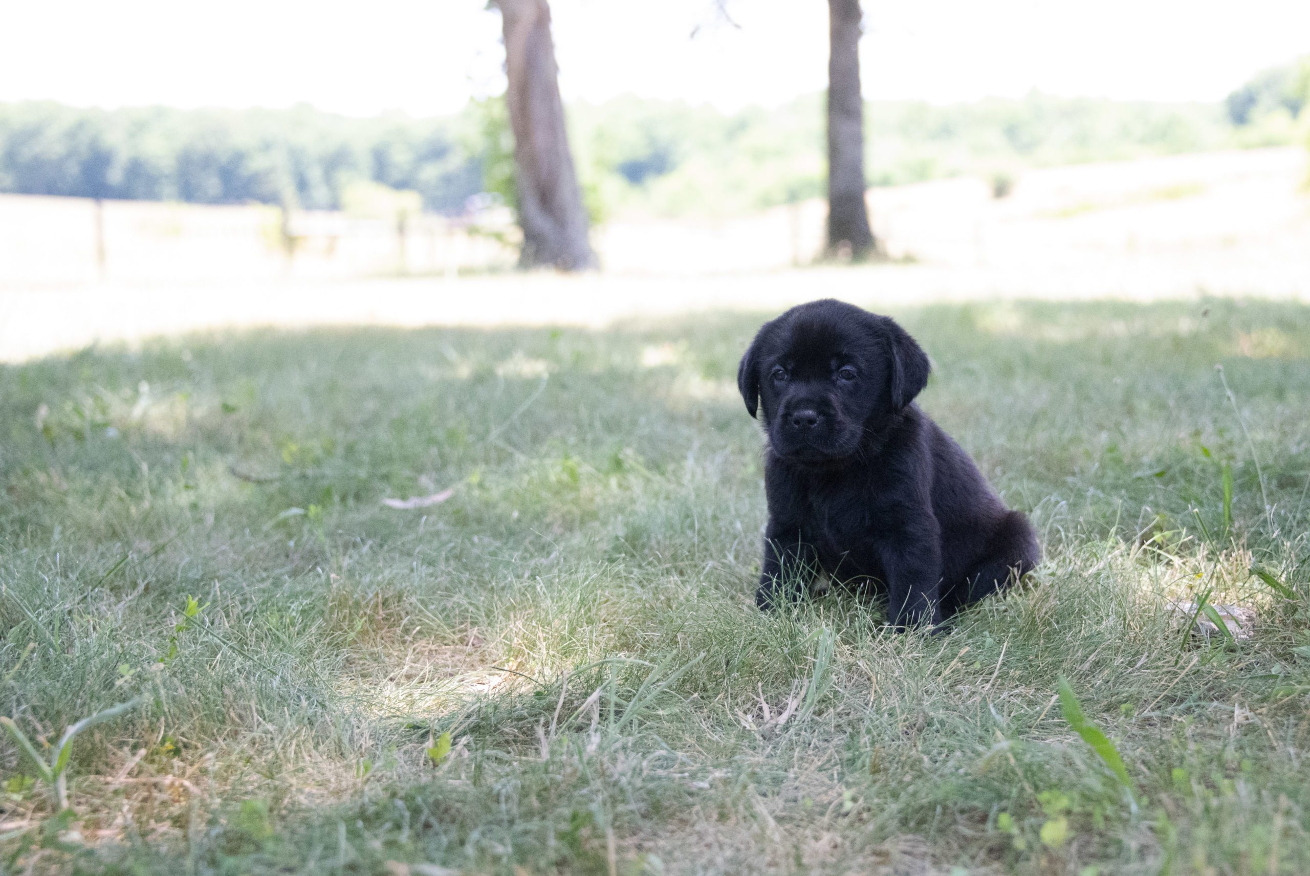 Perfect Black Lab Puppy