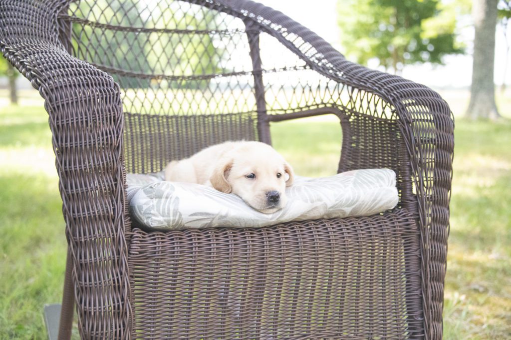 English Labrador Puppy