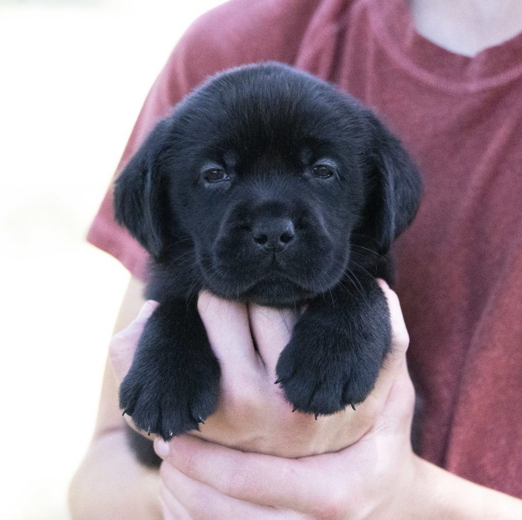 Perfect Black Labrador Blocky Head Puppy 