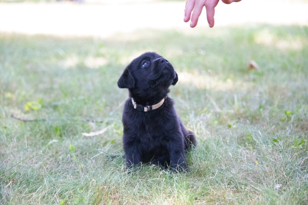 English Lab Puppy 