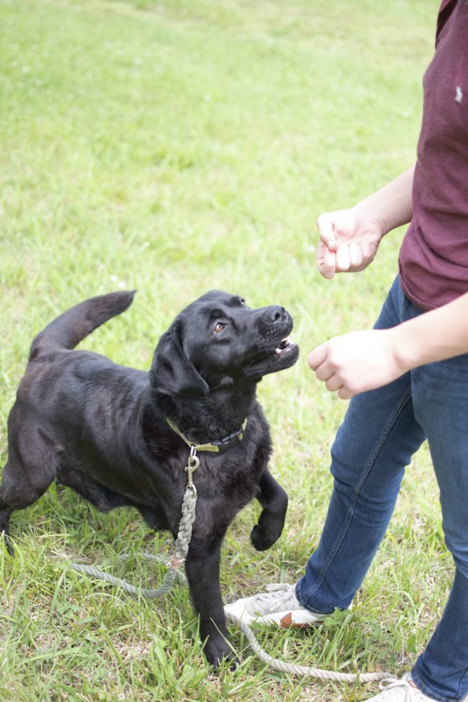 Black Labrador Training