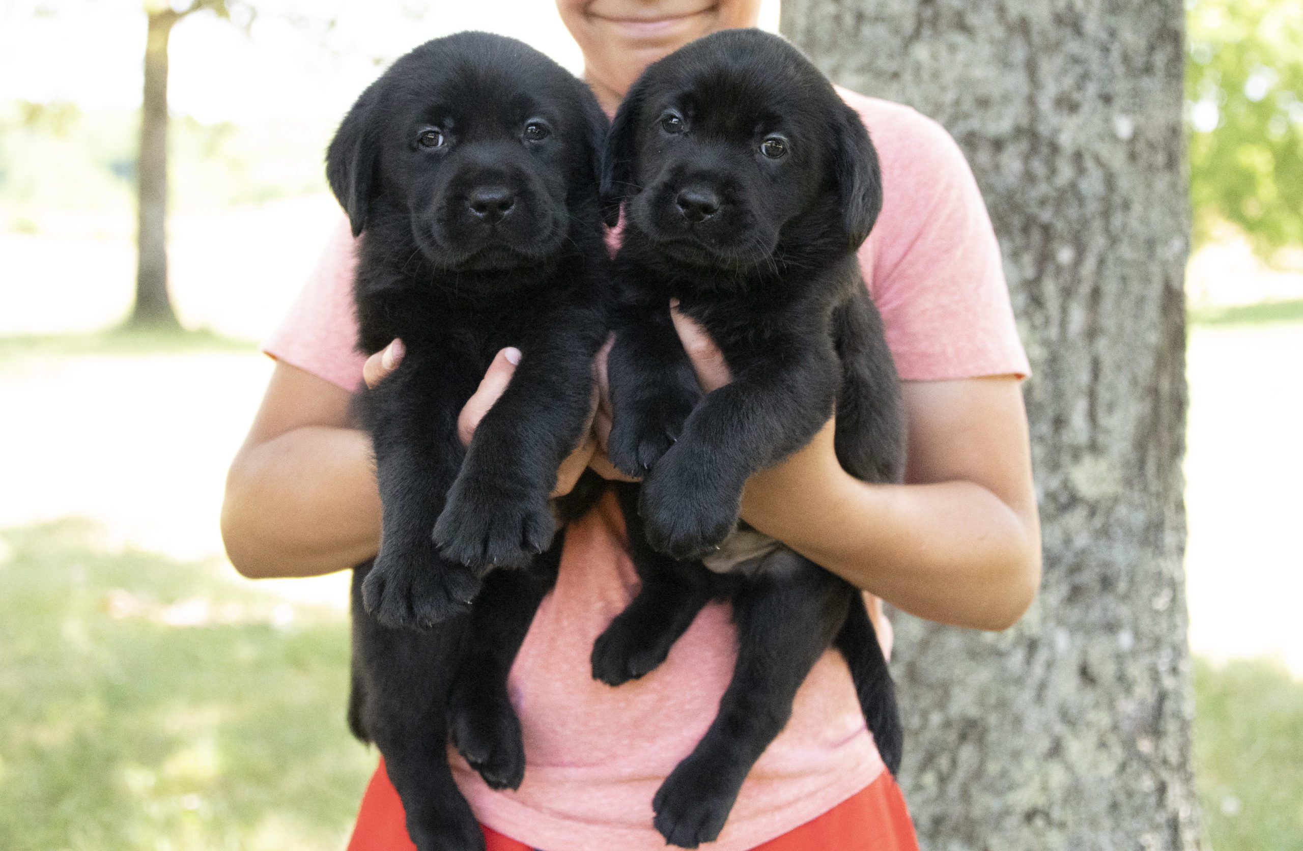 Black Labrador Puppies