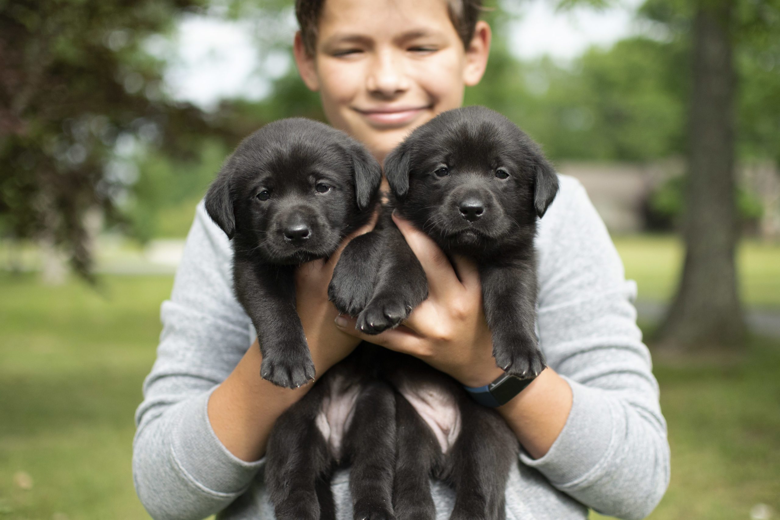 Black English Labradors