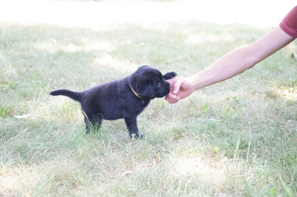 Black Lab Puppy at play 