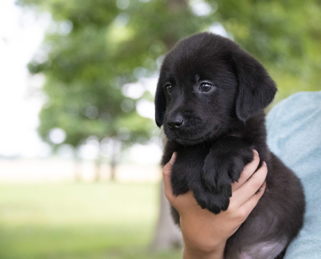 labrador puppy profile 