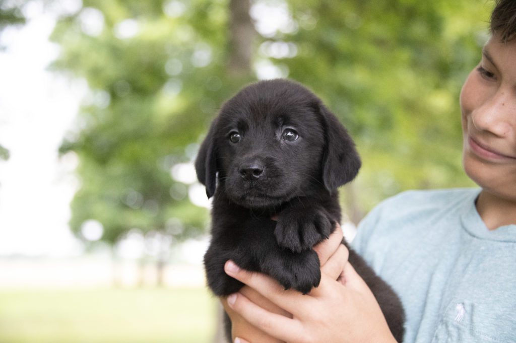 lovely black labrador 