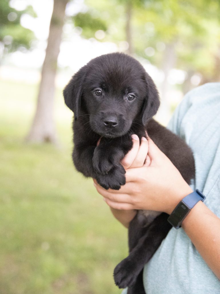 black lab pup