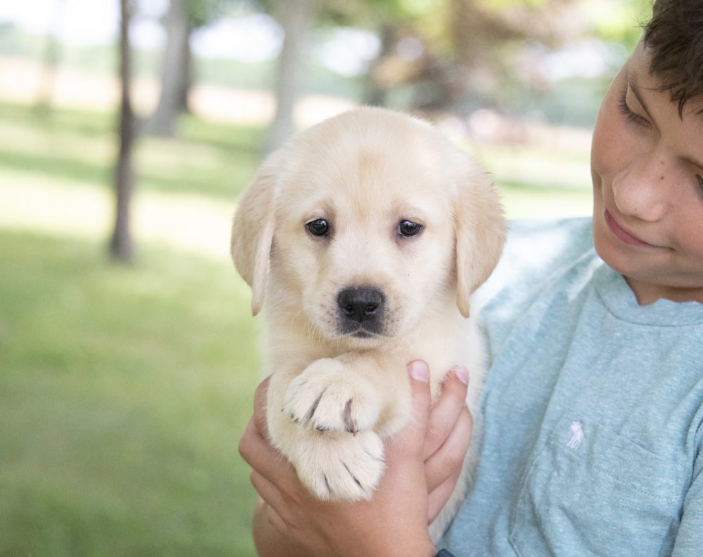 amazing English labrador puppies 