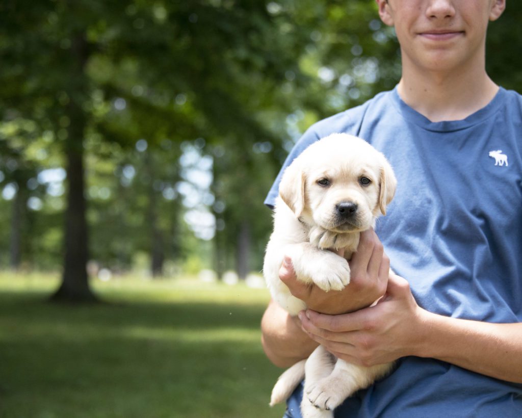 Tennessee Labrador Puppy 