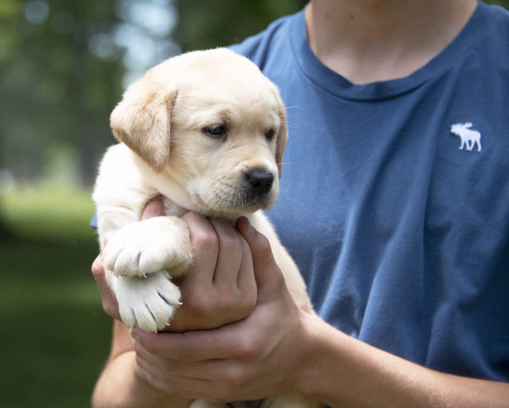 Labrador Puppy Profile 