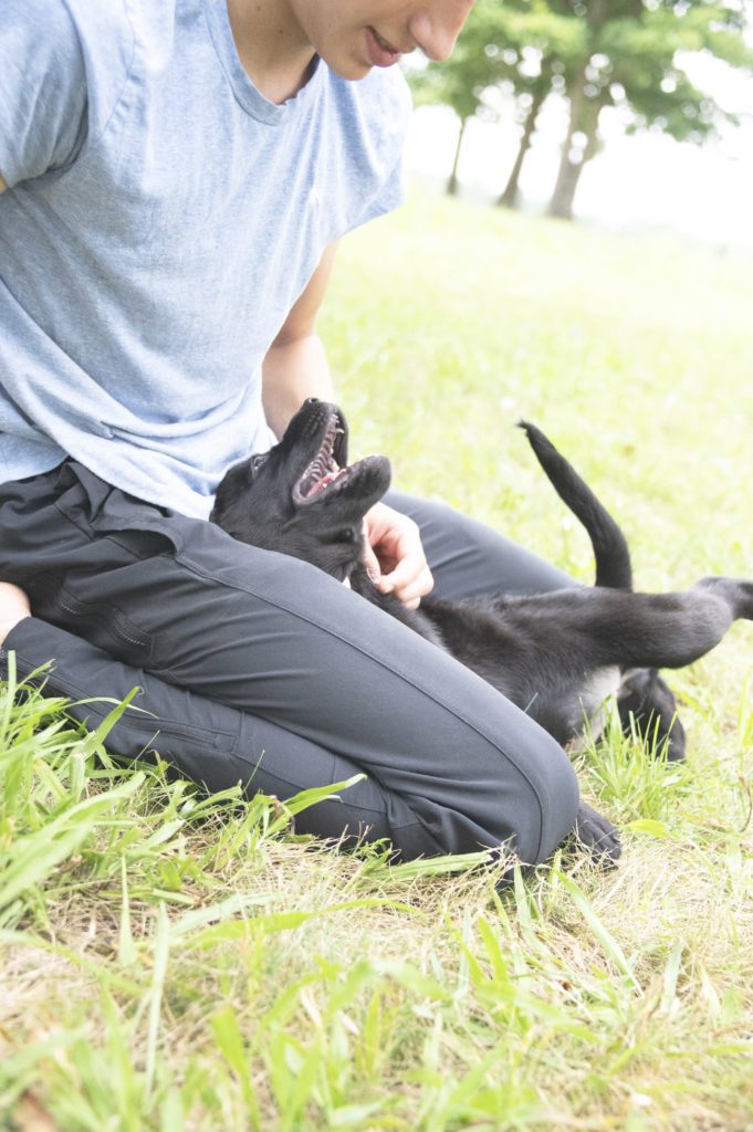 Perfect Black Lab Puppy 